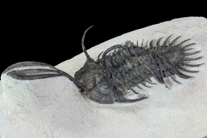 Bargain, Trident Walliserops Trilobite - Foum Zguid, Morocco #87946